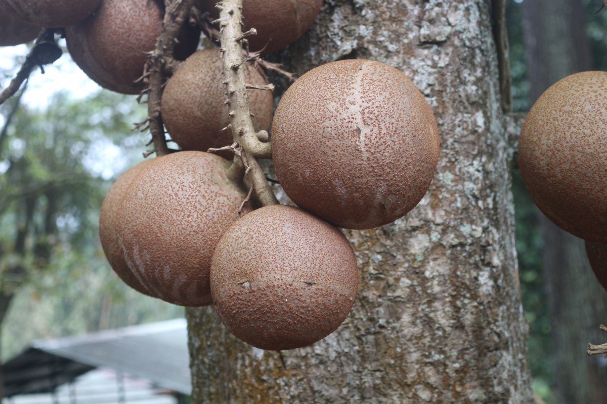 Couroupita guianensis Aubl.